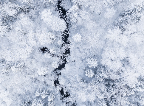 snowy forest