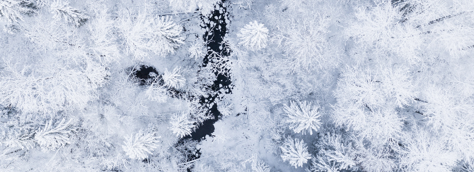 snowy forest